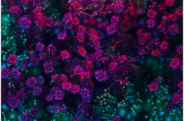 flora flower flowers fine art photography Egill Bjarki Photographer0001