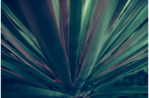 flora flower flowers fine art photography Egill Bjarki Photographer0007