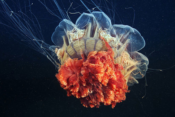 jellyfish-underwater-photography-alexander-semenov-1